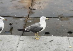 Larus crassirostris