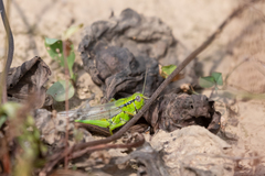 Ognevia longipennis