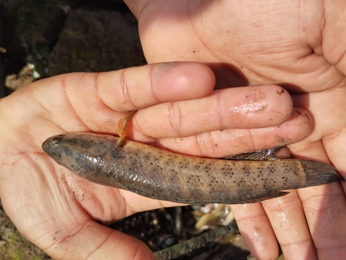 Spotted snakehead (Channa punctata) — Channidae — 5