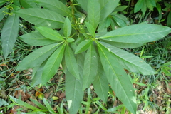 Rauvolfia verticillata