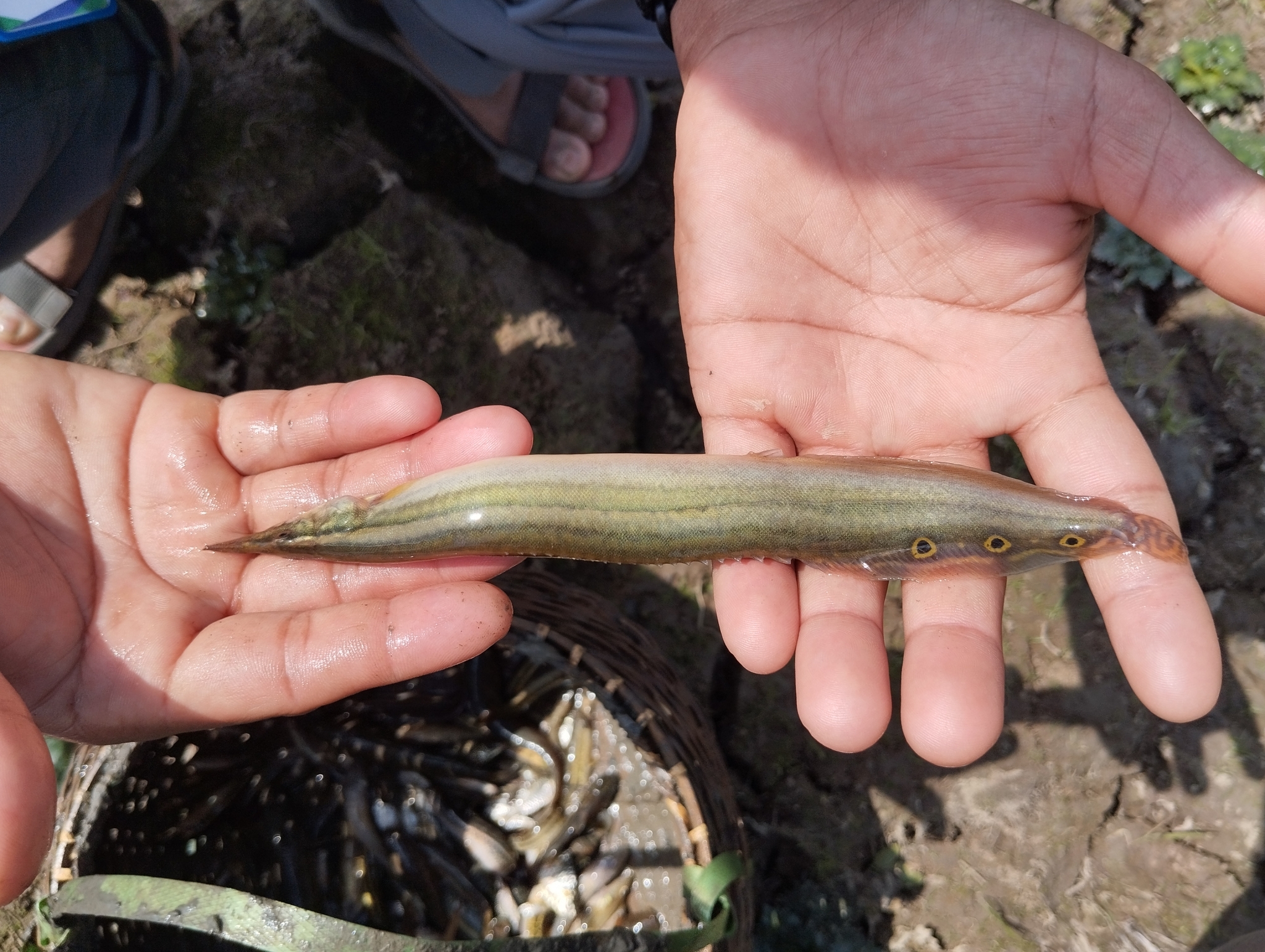 Spiny Eel photo 4
