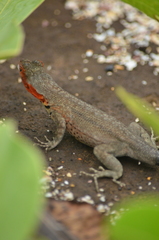 Microlophus jacobii