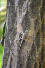 Anolis stratulus