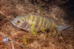 Australian Sea Bream photo 5