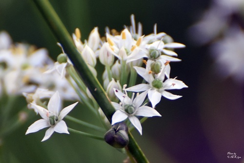 Allium tuberosum