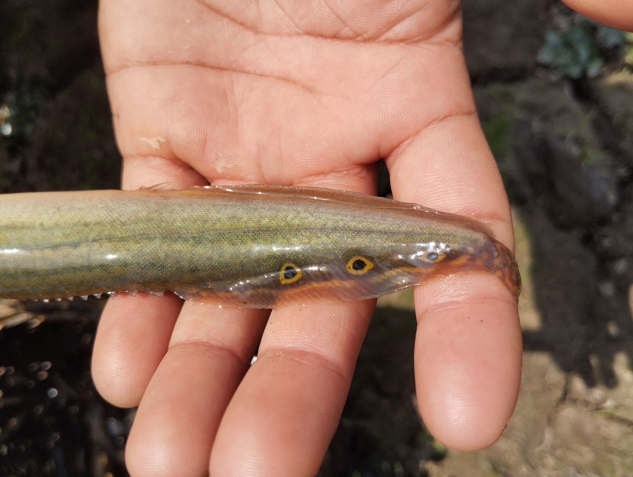 Spiny Eel photo 5