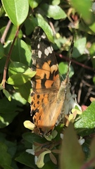 Vanessa cardui