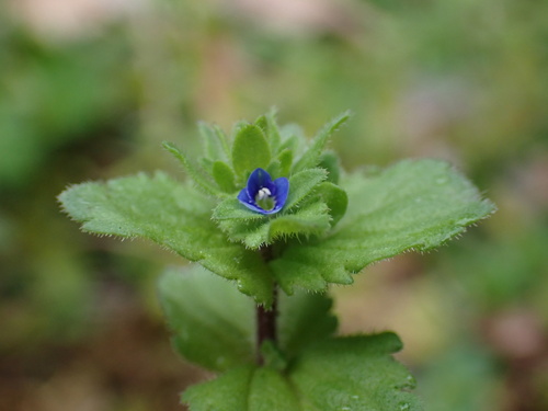 Veronica arvensis observed 2025-03-04