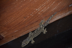 Thecadactylus solimoensis