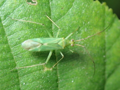 Blepharidopterus angulatus