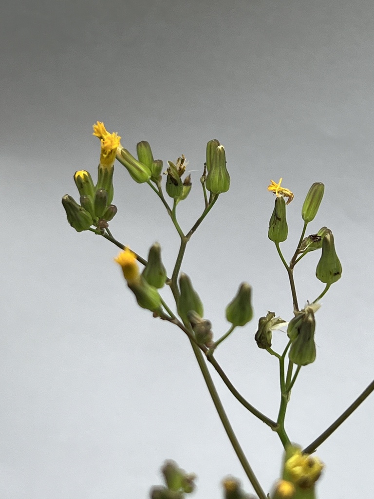 oriental-false-hawksbeard-from-hk-on-march-5-2025-at