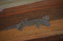 Thecadactylus solimoensis