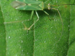 Blepharidopterus angulatus