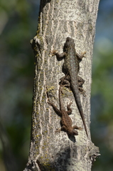 Sceloporus occidentalis biseriatus
