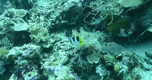 Chaetodon ulietensis