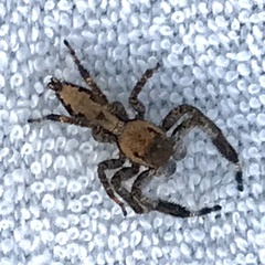 Holcolaetis vellerea