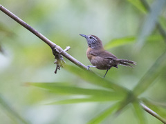Pheugopedius rutilus
