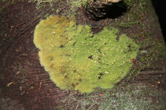 Coenogonium implexum