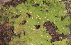 Coenogonium implexum