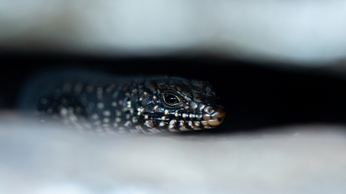 Cunningham's Skink, Egernia cunninghami