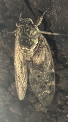 Hyalessa maculaticollis