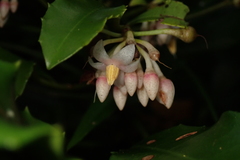 Ardisia cornudentata