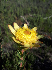 Leucadendron elimense elimense