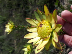 Leucadendron elimense elimense