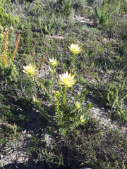 Leucadendron elimense elimense