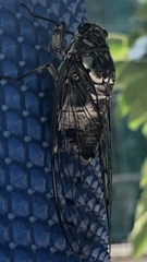 Hyalessa maculaticollis