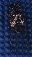 Hyalessa maculaticollis