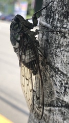 Hyalessa maculaticollis