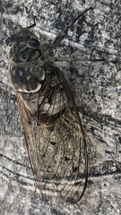 Hyalessa maculaticollis