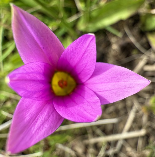 Romulea rosea