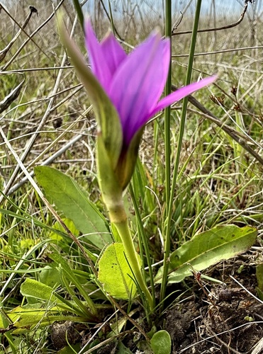 Romulea rosea