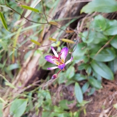 Tricyrtis lasiocarpa