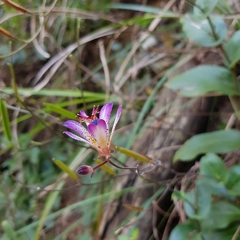 Tricyrtis lasiocarpa
