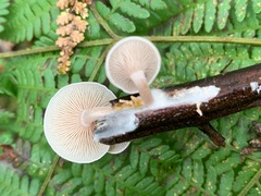Clitocybe semiocculta
