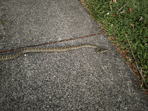 Coastal Carpet Python sighting