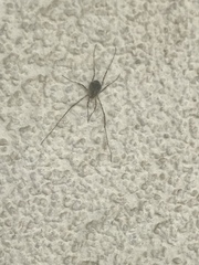 Lacinius dentiger