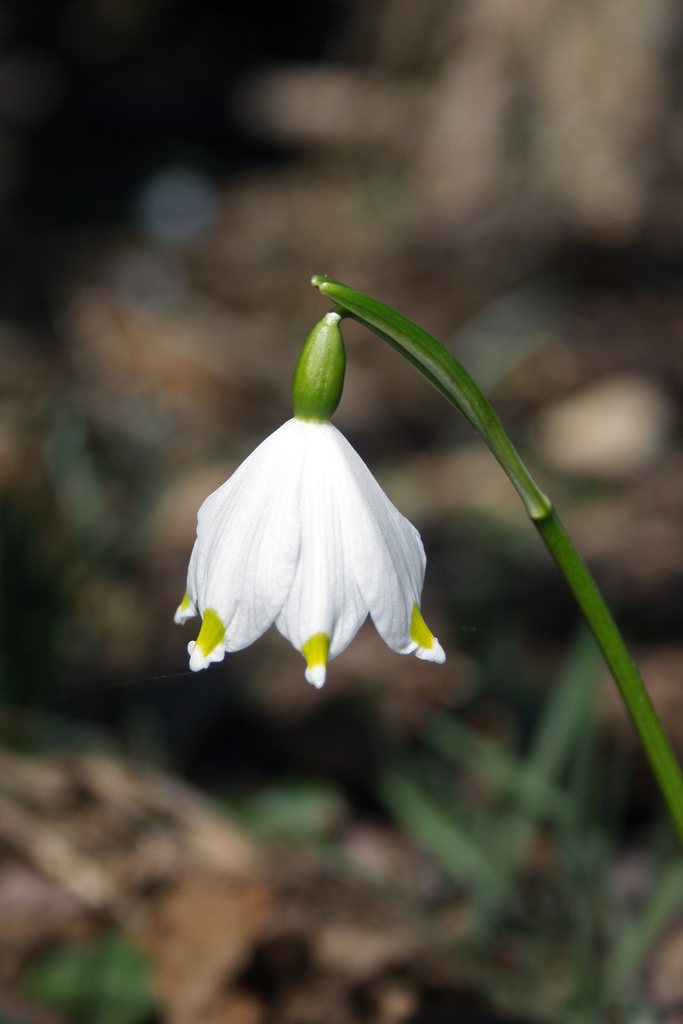 Spring snowflake