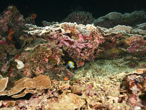 Hemitaurichthys polylepis