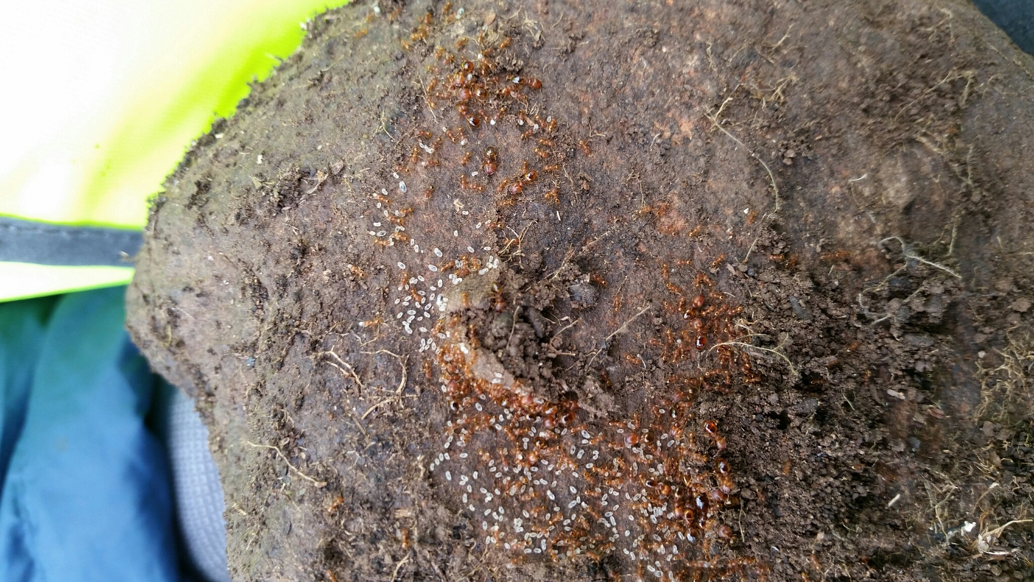 Pheidole liteae