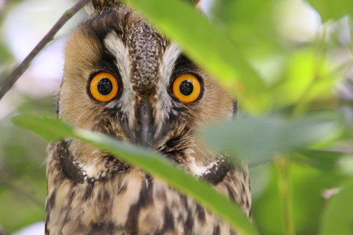 Búho chico (Asio otus)