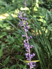 Liriope muscari