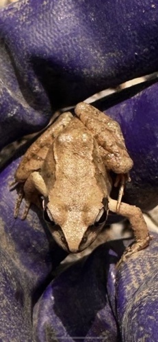 Taihang Brown Frog