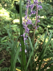 Liriope muscari