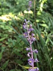 Liriope muscari