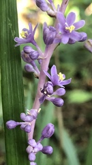 Liriope muscari