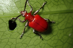 Lilioceris formosana